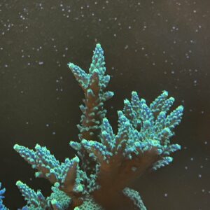 Acropora joker stag