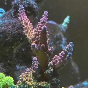 Acropora PC rainbow