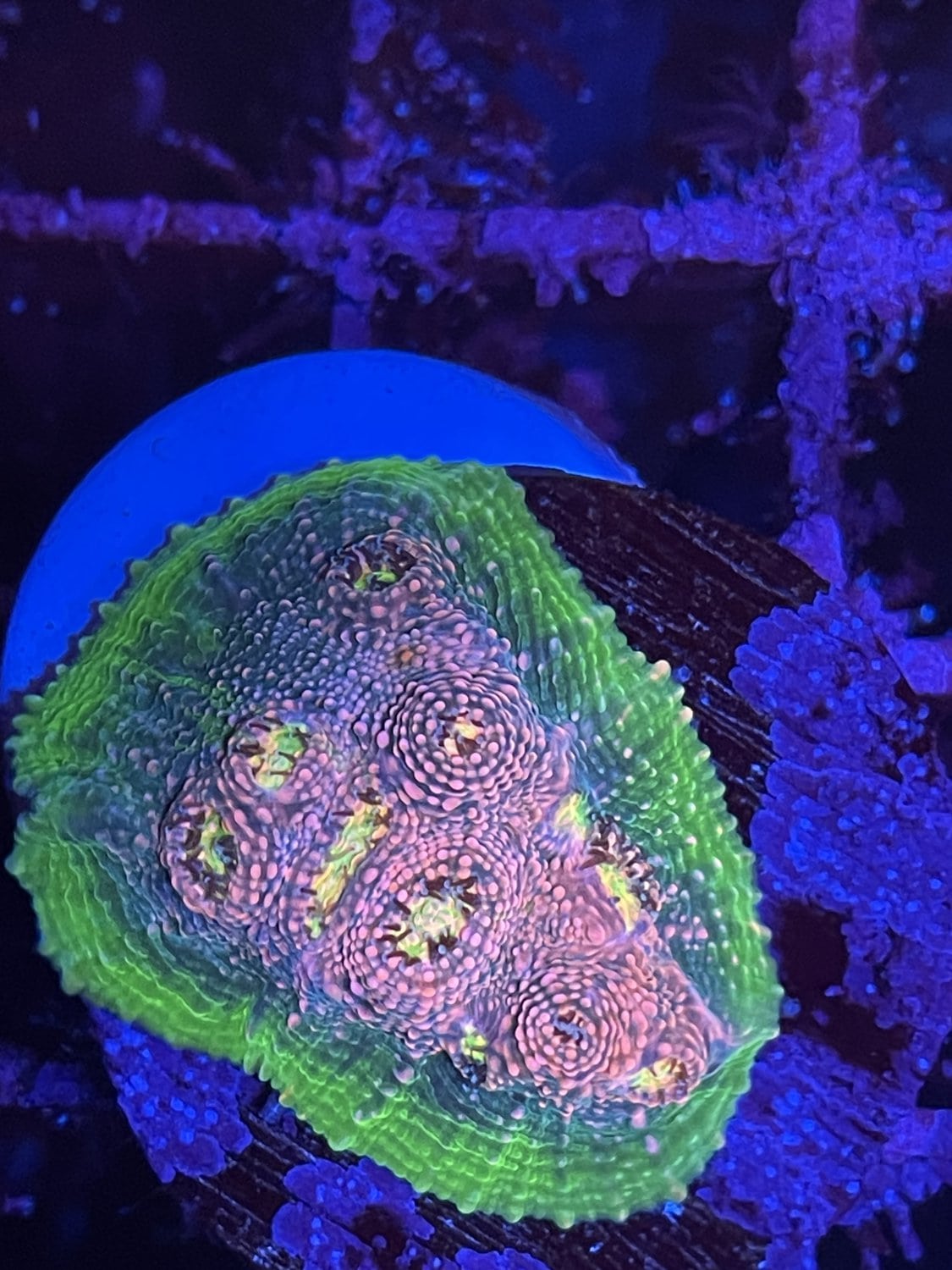 Watermelon chalice coral