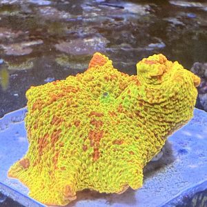 Mushroom coral - jawbreaker electus