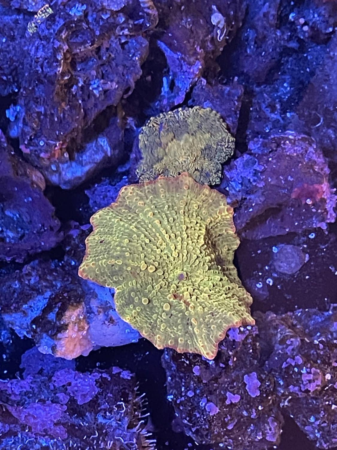 Jawbreaker electus baby coral