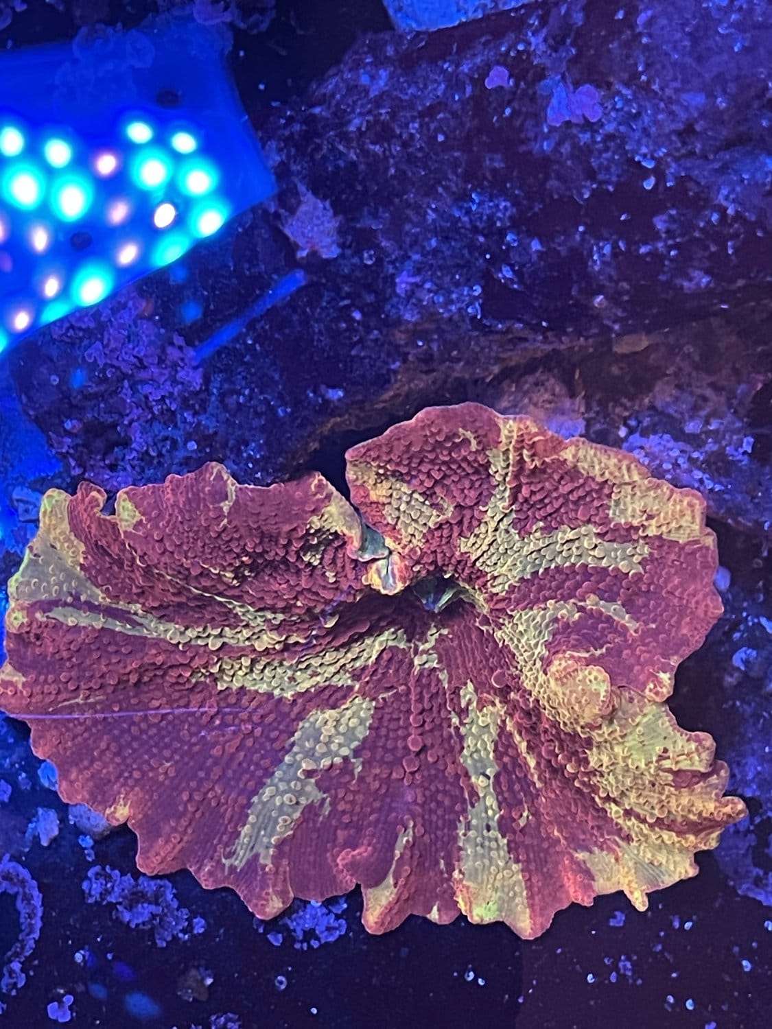 Jawbreaker electus mushroom coral