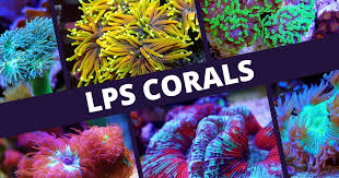 LPS corals