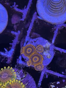 Orange oxide zoanthid