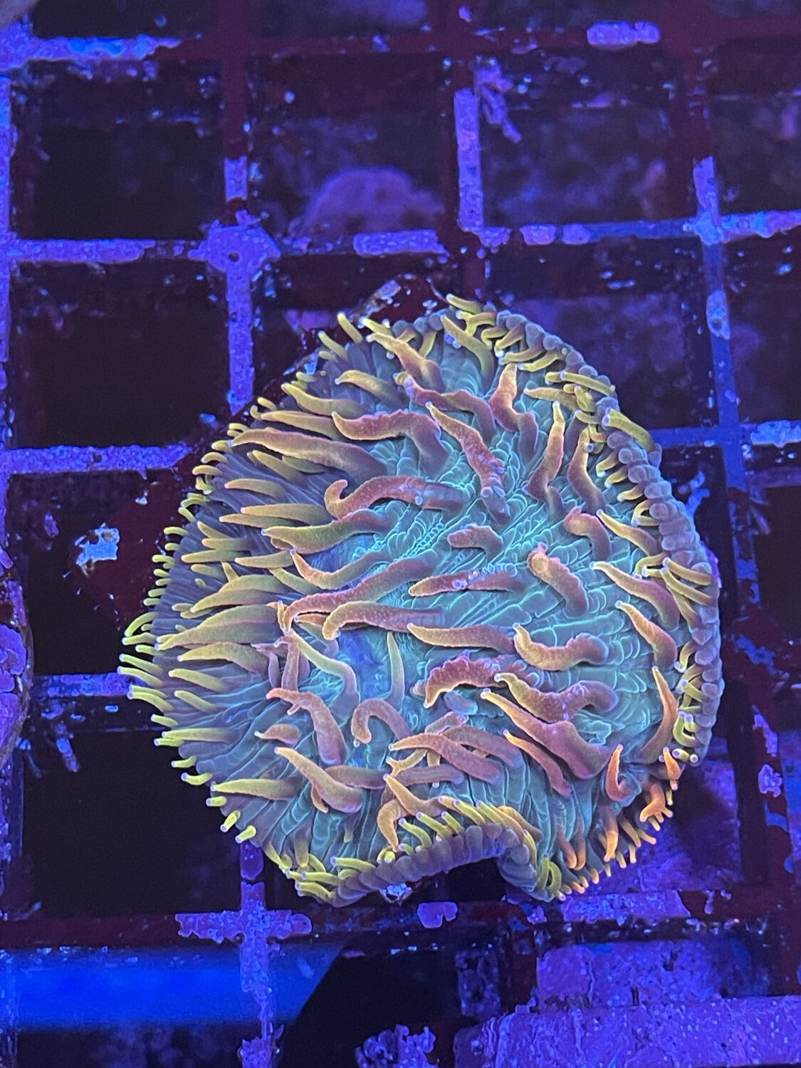 Rainbow cycloseris coral