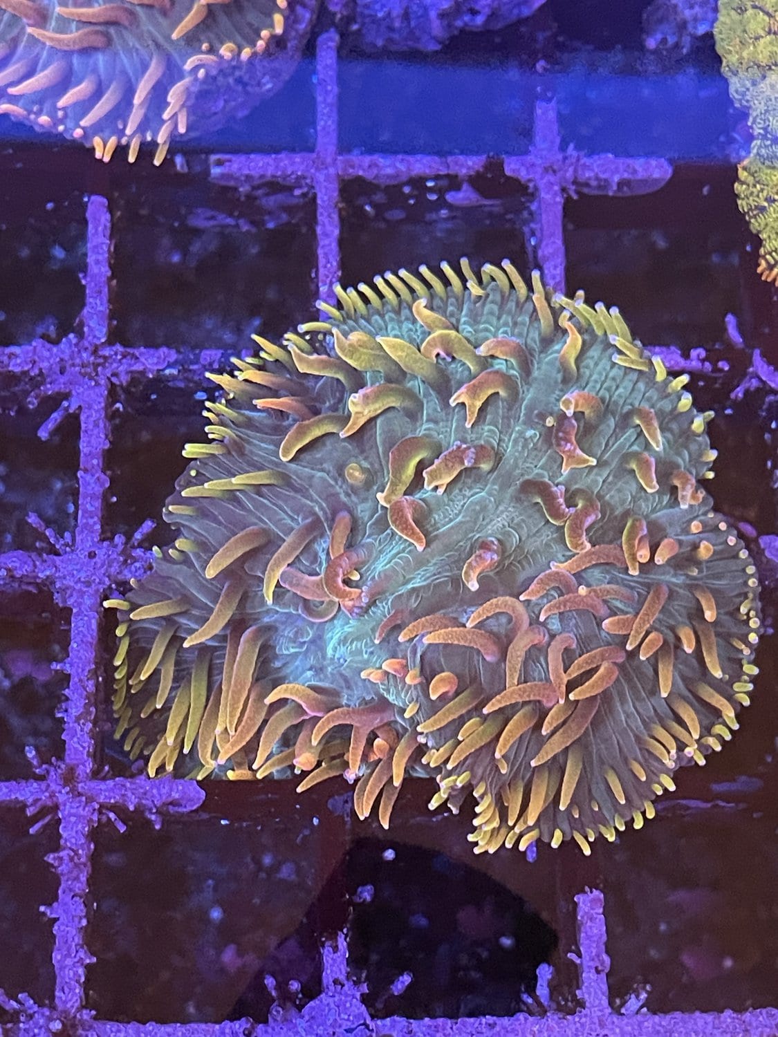 Rainbow cycloseris coral