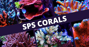 SPS corals