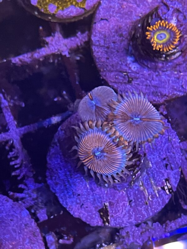 Seduction zoanthid coral