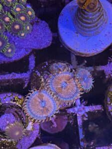 Seduction zoanthid coral