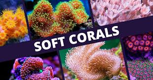 Soft corals
