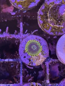 Yoda zoanthid coral