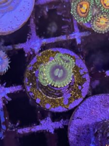 Yoda zoanthid coral