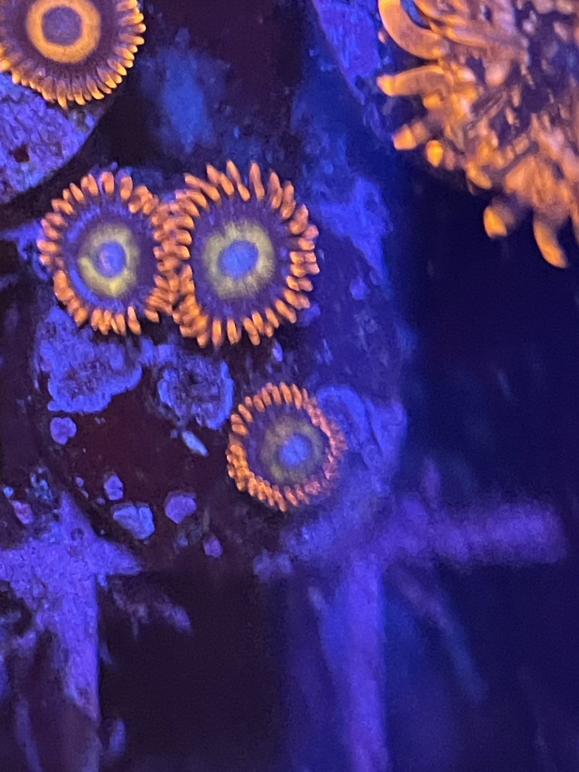 Zoanthid blond blue eyed bitches