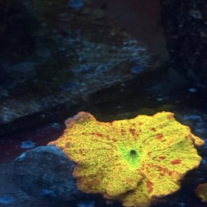 Mushroom coral - jawbreaker electus