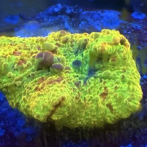Discosoma Mushroom coral - bounce jawbreaker electus