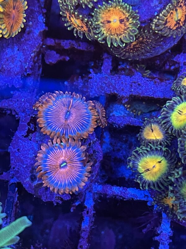 Zoa seduction - read description - Image 3