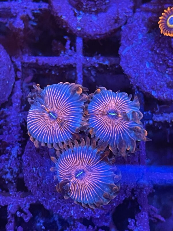 Zoa seduction - read description - Image 2