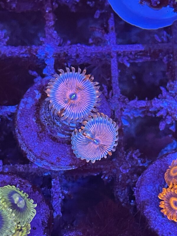 Zoa seduction - read description - Image 4