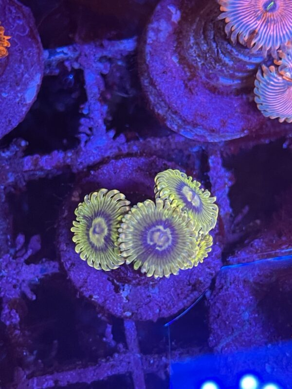 Zoa - Yoda mini colony - read description