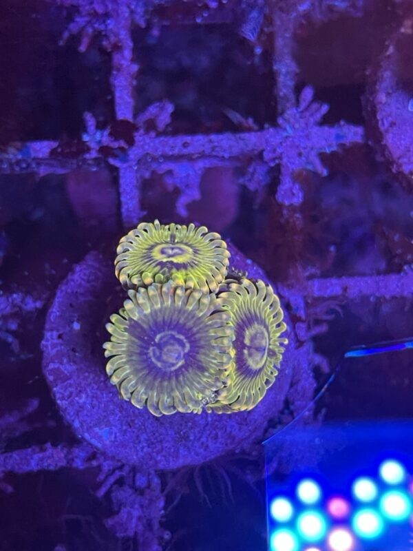 Zoa - Yoda mini colony - read description - Image 3