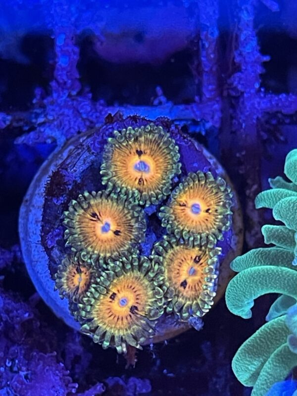 Zoa rainbow incinerator - read description - Image 3