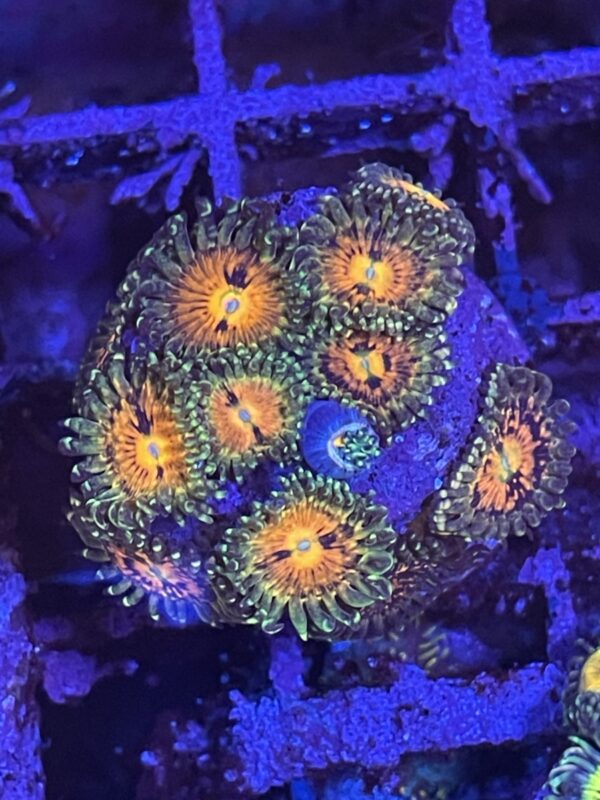 Zoa rainbow incinerator - read description - Image 2