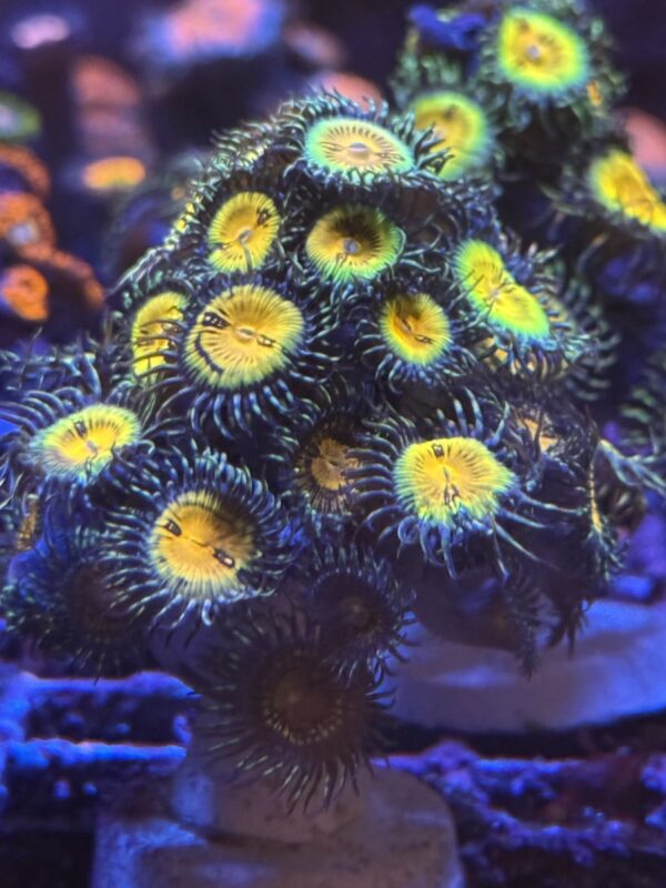 Zoa butt muncher WYSIWYG colony - Image 3