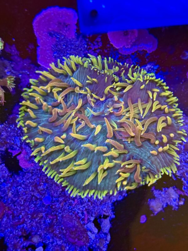 Cycloseris /plate coral - rainbow - Image 2