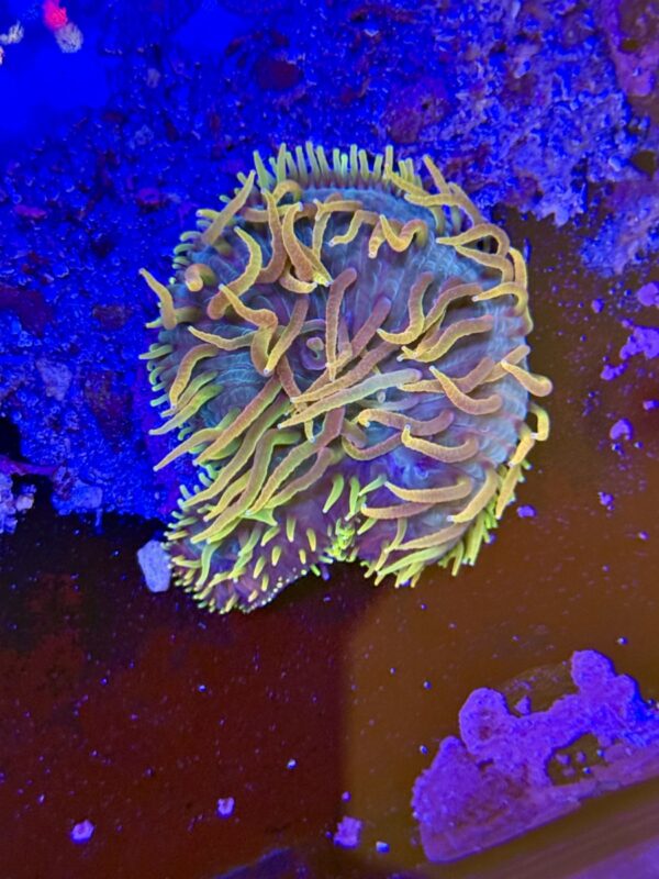 Cycloseris /plate coral - rainbow