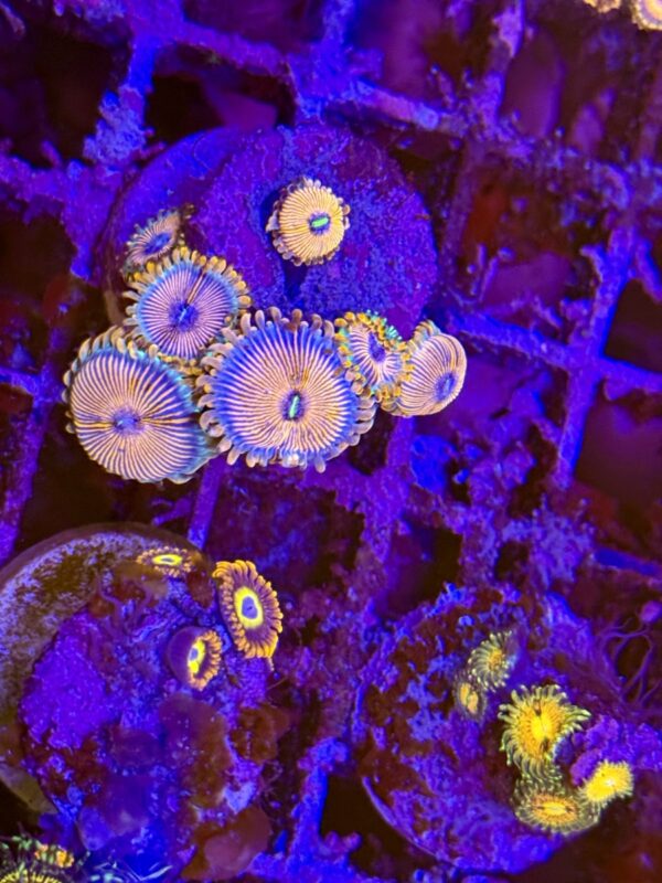 Zoa seduction - read description