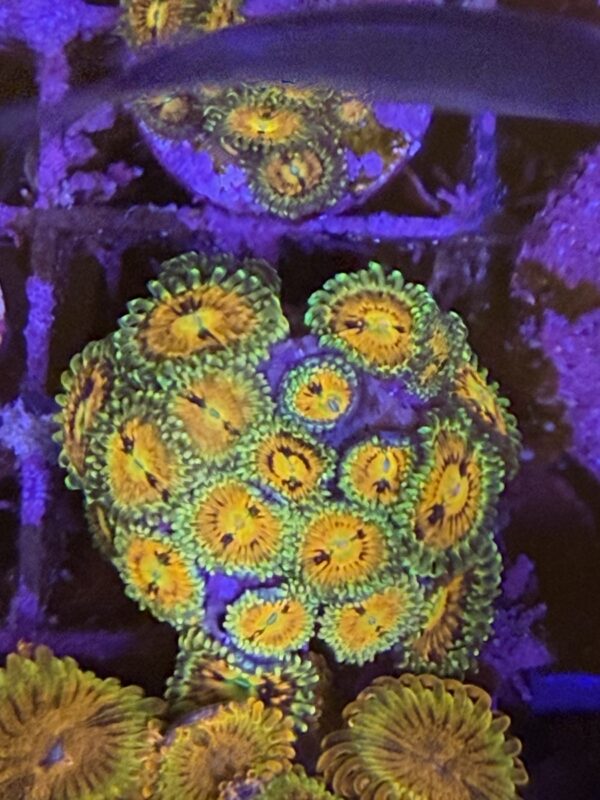 Zoa rainbow incinerator - read description