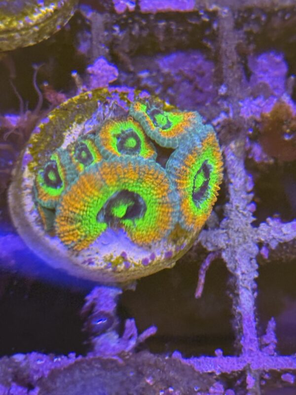 Micromussa holy grail coral - Image 2