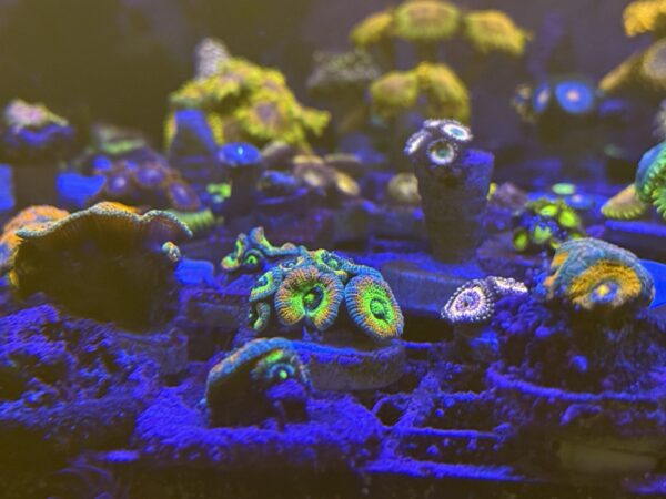 Micromussa holy grail coral