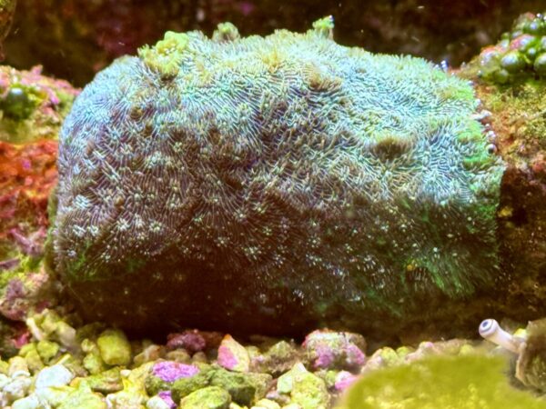 Lithophyllon coral