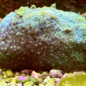 Lithophyllon coral