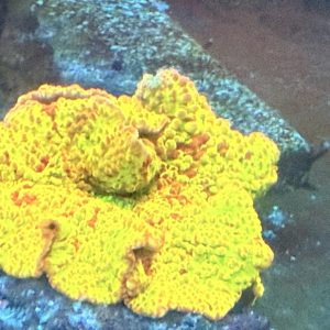 Mushroom coral - jawbreaker electus