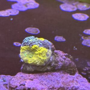 Multi coloured chalice coral