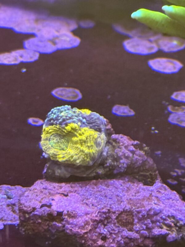 Multi coloured chalice coral