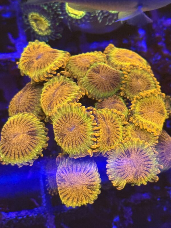 Zoa speckled Krakatoa - WYSIWYG colony