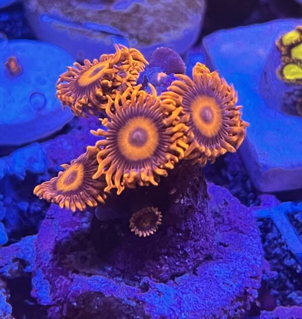 Zoanthid orange oxide