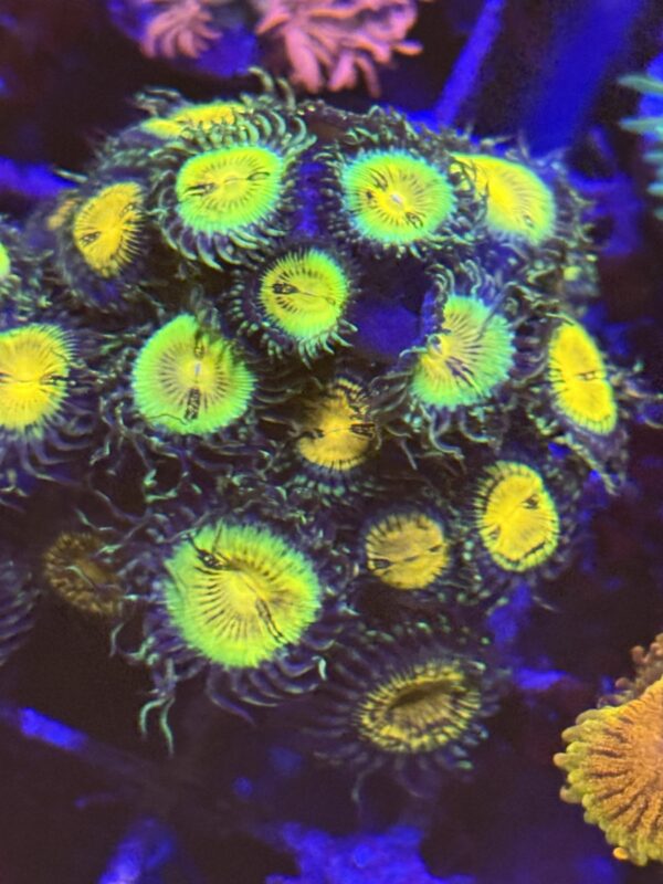 Zoanthid butt muncher colony