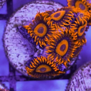 Zoanthid orange oxide