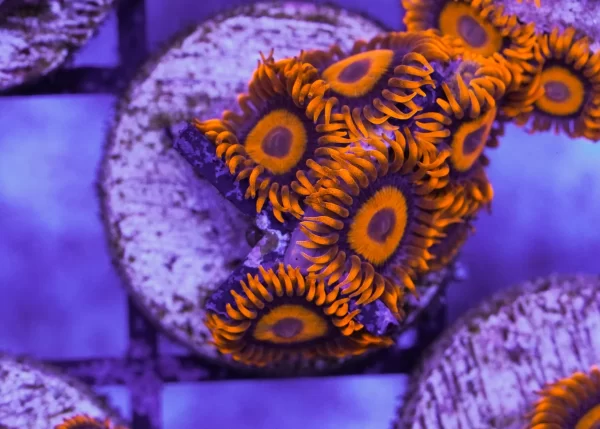 Zoanthid orange oxide