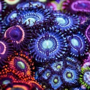 Zoanthids