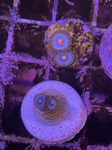 Miami vice zoanthid mini colony