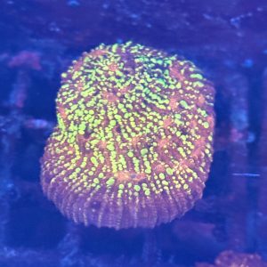 CoralBay UK - chalice coral goldmeister 1