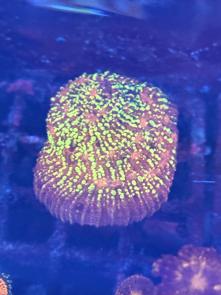 Goldmeister chalice coral