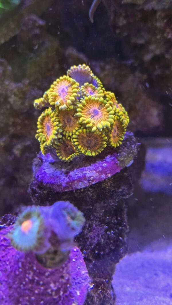 Zoa mind trick small colony - read description