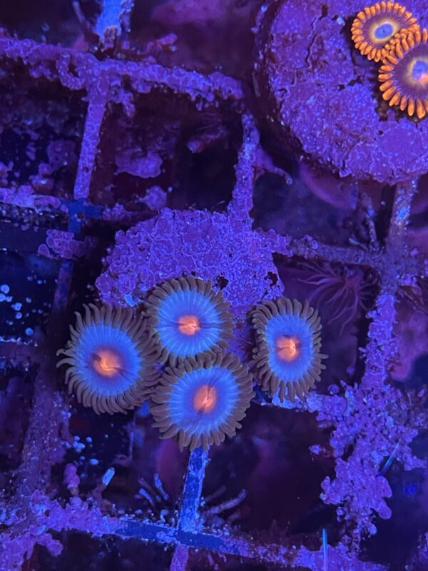 Zoa - Miami vice mini colony - read description