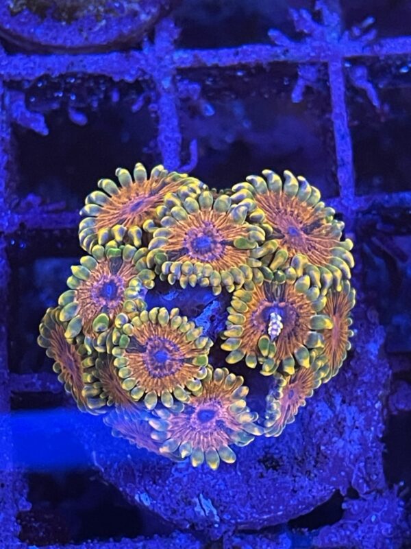 Zoa mind trick small colony - read description - Image 2